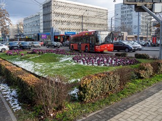 Rübenacker (Kohl!) als Blumenbeet??