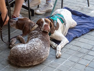 Die Pointer pennen da rum